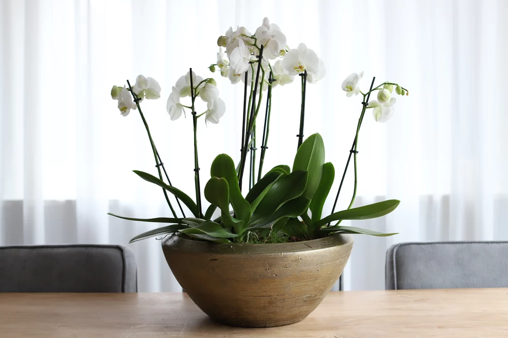 Plantenschaal Kos - D55 X H22cm - Goud 2 Plantenschaal Kos - D55 X H22cm - Goud - Afbeelding 2