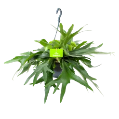 Platycerium Bifurcatum - Hertshoornvaren - In Hangpot - P21 H60 - Kamerplant