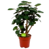 Polyscias Lemon - Aralia - P19 H65 - Kamerplant