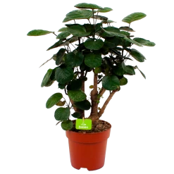 Polyscias Lemon - Aralia - P19 H65 - Kamerplant