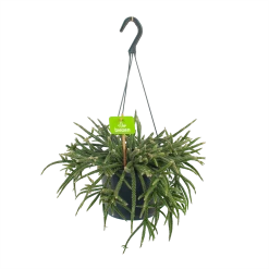 Rhipsalis Baccifera - In Hangpot - P17 H40 - Kamerplant