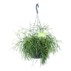 Rhipsalis Cassutha - Koraalcactus - In Hangpot - P17 H40 - Kamerplant