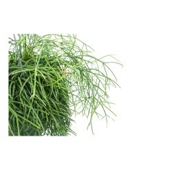 Kamerplanten Winkel 25 Kamerplanten Winkel -Kamerplanten Winkel rhipsalis cassutha koraalcactus in hangpot p17 h40 5