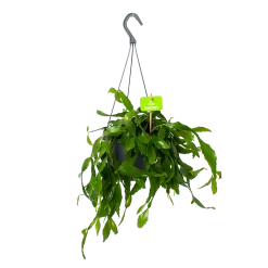 Rhipsalis Elliptica - In Hangpot - P17 H40 - Kamerplant