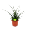 Sansevieria Fernwoord Punk - Vrouwentong - P25 H60 - Kamerplant