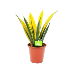 Sansevieria Gold Flame - Vrouwentong - P17 H50 - Kamerplant
