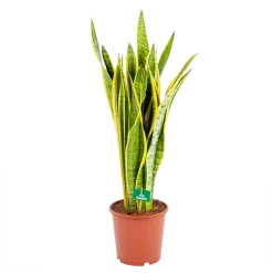 Sansevieria Laurentii - Vrouwentong - P21 H80 - Kamerplant