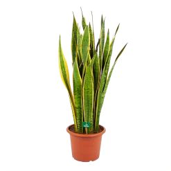 Sansevieria Laurentii - Vrouwentong - P30 H110 - Kamerplant