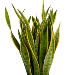 Sansevieria Laurentii - Vrouwentong - P30 H110 - Kamerplant -Kamerplanten Winkel sansevieria laurentii vrouwentong p30 h110 kamerplant 3