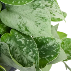 Scindapsus Pictus Silvery Ann - Epipremnum - In Hangpot - P15 H30 - Kamerplant 6 Scindapsus Pictus Silvery Ann - Epipremnum - In Hangpot - P15 H30 - Kamerplant -Kamerplanten Winkel scindapsus pictus silvery ann epipremnum in hangpot p15 h30 6 3