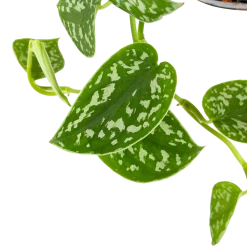 Scindapsus Pictus Trebie - Epipremnum - In Hangpot - P15 H20 - Kamerplant -Kamerplanten Winkel scindapsus pictus trebie epipremnum in hangpot p15 6 1