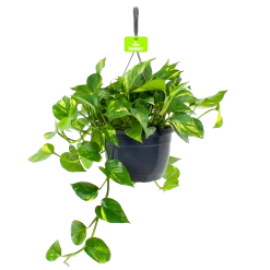 Scindapsus Pinnatum Aureum - Epipremnum - In Hangpot - P17 H35 - Kamerplant