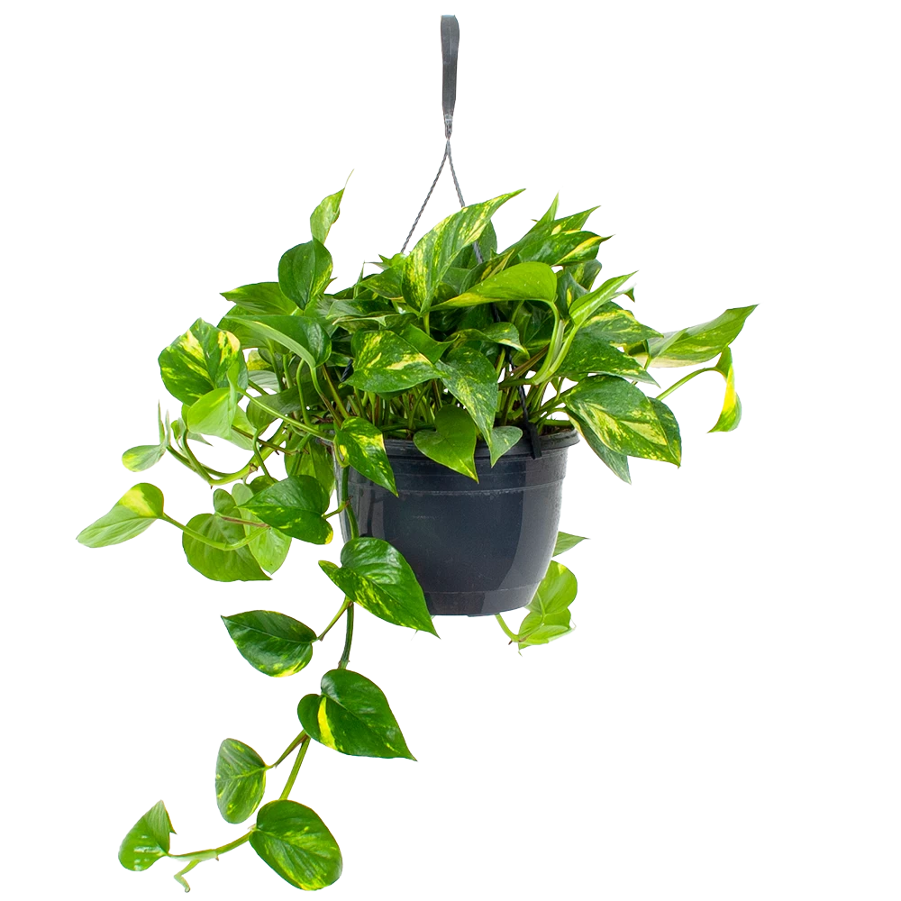 Scindapsus Pinnatum Aureum - Epipremnum - In Hangpot - P20 H40 - Kamerplant 1 Scindapsus Pinnatum Aureum - Epipremnum - In Hangpot - P20 H40 - Kamerplant