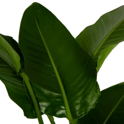 Strelitzia Nicolai - Paradijsvogelpant - P27 H180 - Kamerplant -Kamerplanten Winkel strelitzia nicolai paradijsvogelpant p27 h180 6 2