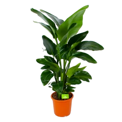 Strelitzia Nicolai - Paradijsvogelpant - P28 H130 - Kamerplant