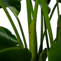 Strelitzia Nicolai - Paradijsvogelpant - P32,5 H165 - Kamerplant -Kamerplanten Winkel strelitzia nicolai paradijsvogelpant p32 5 h165 6