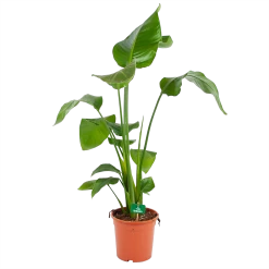 Strelitzia Nicolai - Paradijsvogelplant - P17 H80 - Kamerplant