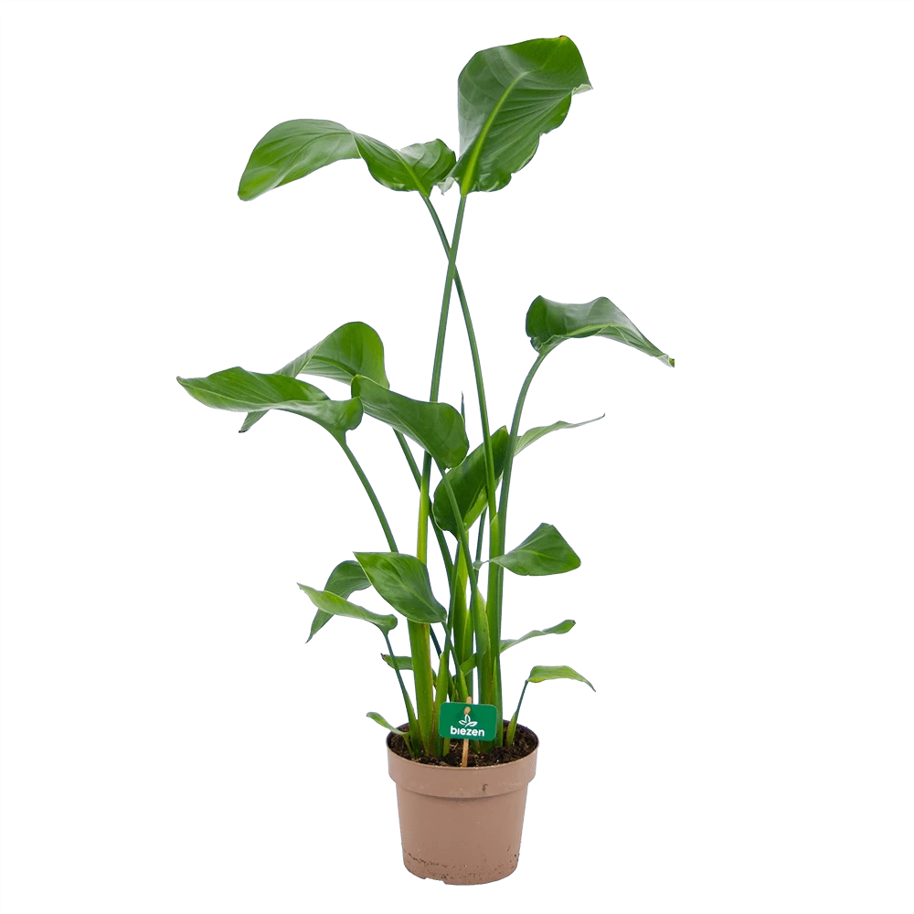 Strelitzia Nicolai - Paradijsvogelplant - P21 H120 - Kamerplant 1 Strelitzia Nicolai - Paradijsvogelplant - P21 H120 - Kamerplant