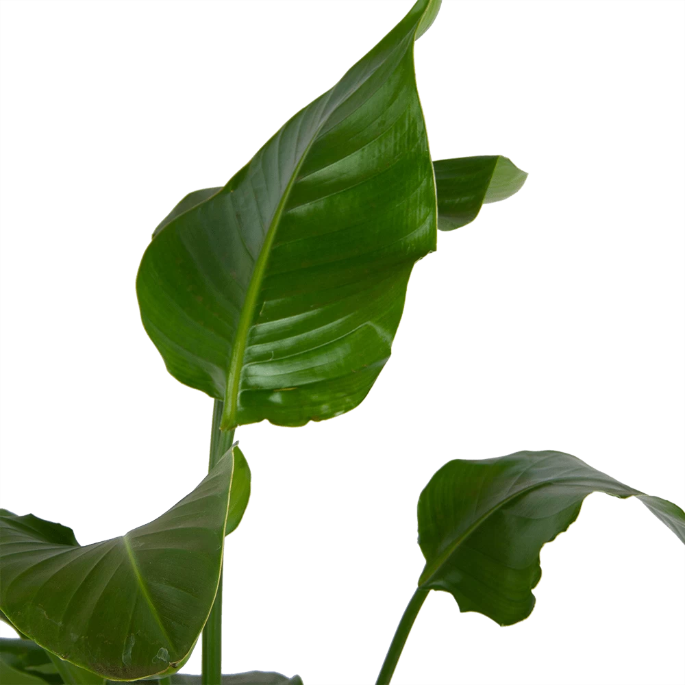 Strelitzia Nicolai - Paradijsvogelplant - P21 H120 - Kamerplant 2 Strelitzia Nicolai - Paradijsvogelplant - P21 H120 - Kamerplant - Afbeelding 2