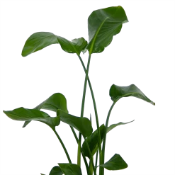 Strelitzia Nicolai - Paradijsvogelplant - P21 H120 - Kamerplant 6 Strelitzia Nicolai - Paradijsvogelplant - P21 H120 - Kamerplant -Kamerplanten Winkel strelitzia nicolai paradijsvogelplant p21 h120 kamerplant 3