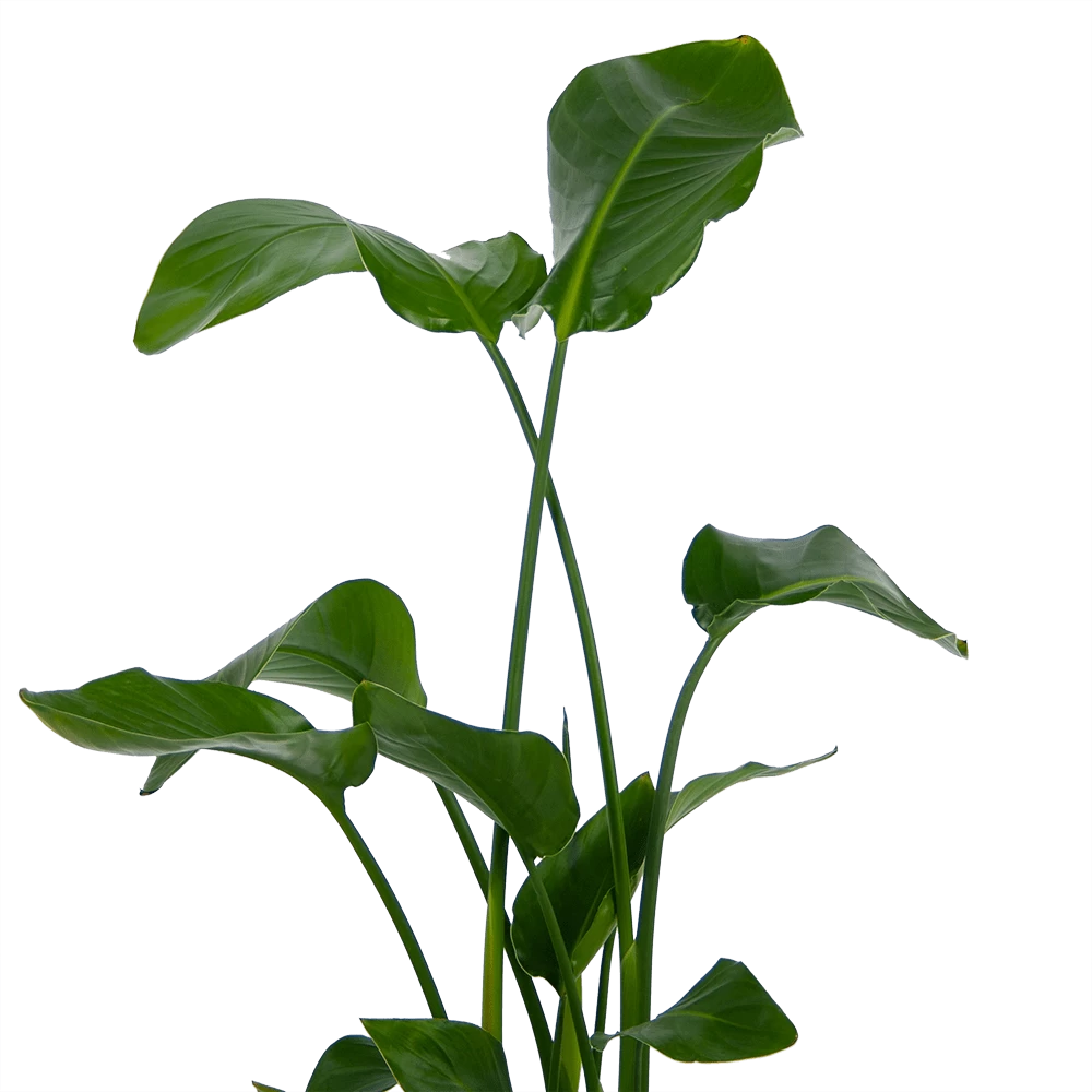 Strelitzia Nicolai - Paradijsvogelplant - P21 H120 - Kamerplant 3 Strelitzia Nicolai - Paradijsvogelplant - P21 H120 - Kamerplant - Afbeelding 3