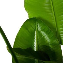 Strelitzia Nicolai - Paradijsvogelplant - P35 H130 - Kamerplant -Kamerplanten Winkel strelitzia nicolai paradijsvogelplant p35 h130 6