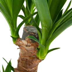 Yucca - Palmlelie - P17 H70 - Kamerplant -Kamerplanten Winkel yucca palmlelie p17 h70 6