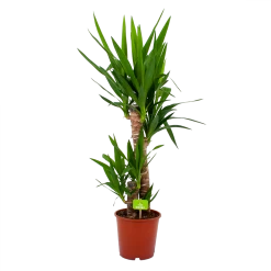Yucca - Palmlelie - P19 H90 - Kamerplant