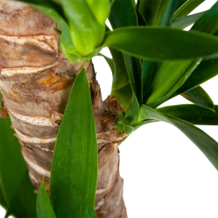 Yucca - Palmlelie - P19 H90 - Kamerplant -Kamerplanten Winkel yucca palmlelie p19 h90 6