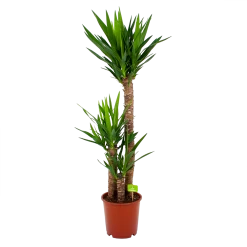 Yucca - Palmlelie - P24 H120 - Kamerplant