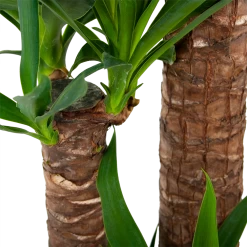 Yucca - Palmlelie - P24 H165 - Kamerplant 6 Yucca - Palmlelie - P24 H165 - Kamerplant -Kamerplanten Winkel yucca palmlelie p24 h165 6