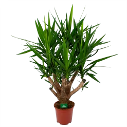 Yucca - Vertakt - Palmlelie - P27 H110 - Kamerplant