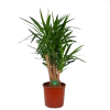 Yucca - Vertakt - Palmlelie - P34 H140 - Kamerplant