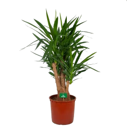 Yucca - Vertakt - Palmlelie - P34 H140 - Kamerplant