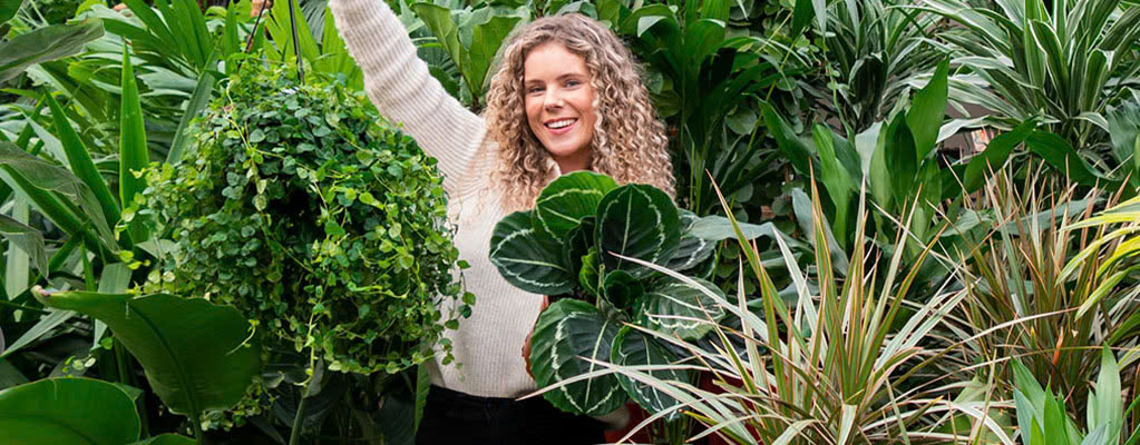 Kamerplanten Winkel -Kamerplanten Winkel z6539815784171 b66ddabec1546cd3955d605f05e798b0