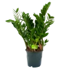 Zamioculcas Zamiifolia - Emerald Palm - P19 H70 - Kamerplant